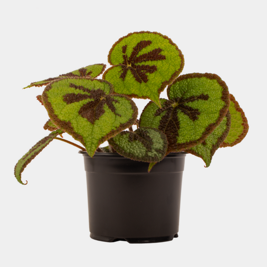Iron Cross Begonia