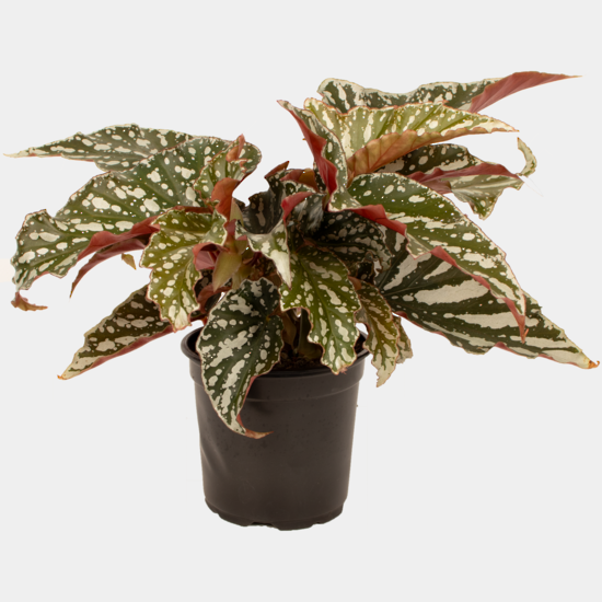 Begonia (3 types)