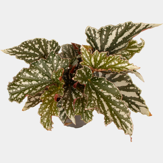 Begonia Palemo Set