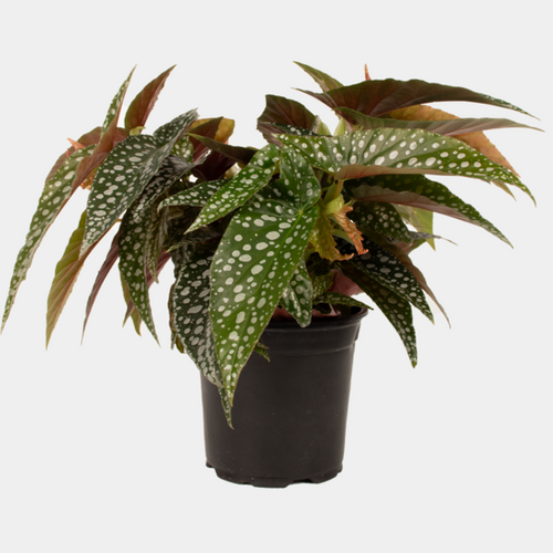Begonia (3 types)