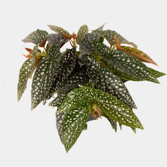 Begonia Palemo Set