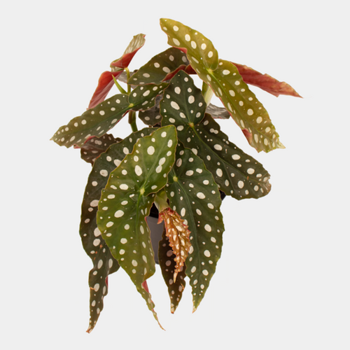 Begonia Polka Dot 14 CM