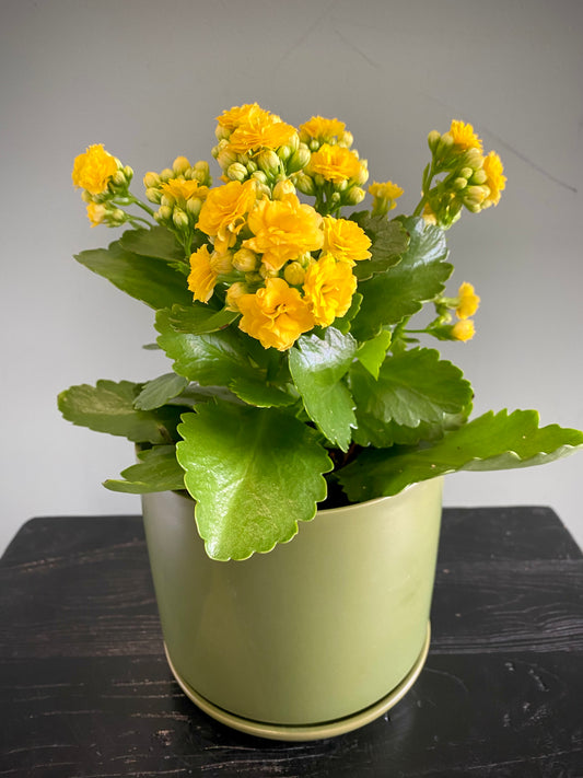 Kalanchoe