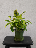 Calathea Fusion Yellow Set