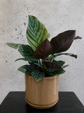 Calathea Ornata Set