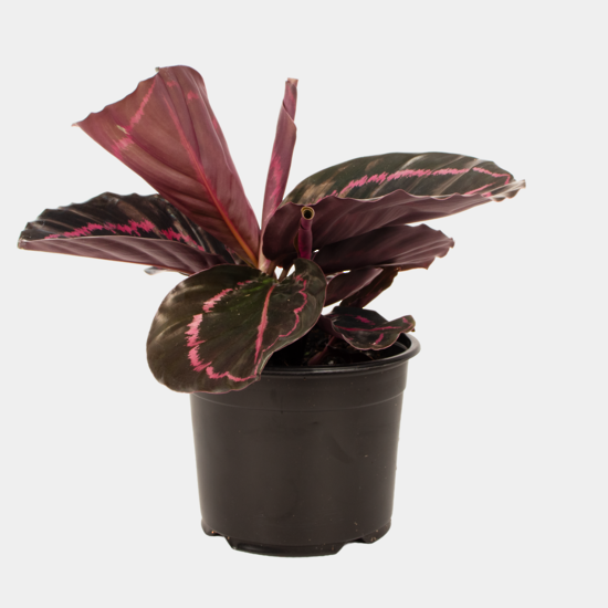 Calathea Dottie 14 CM