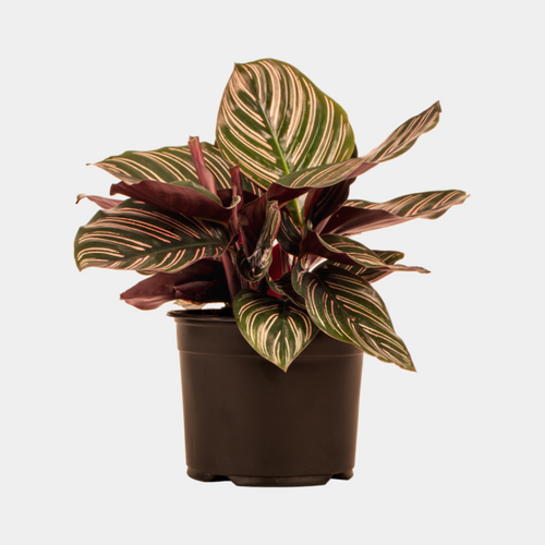 Potted plant with variegated leaves on a light gray background