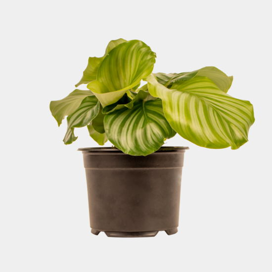 Calathea Orbifolia 14 CM