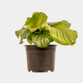 Calathea Orbifolia 14 CM