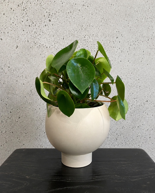 Coin Plant Orbit Set