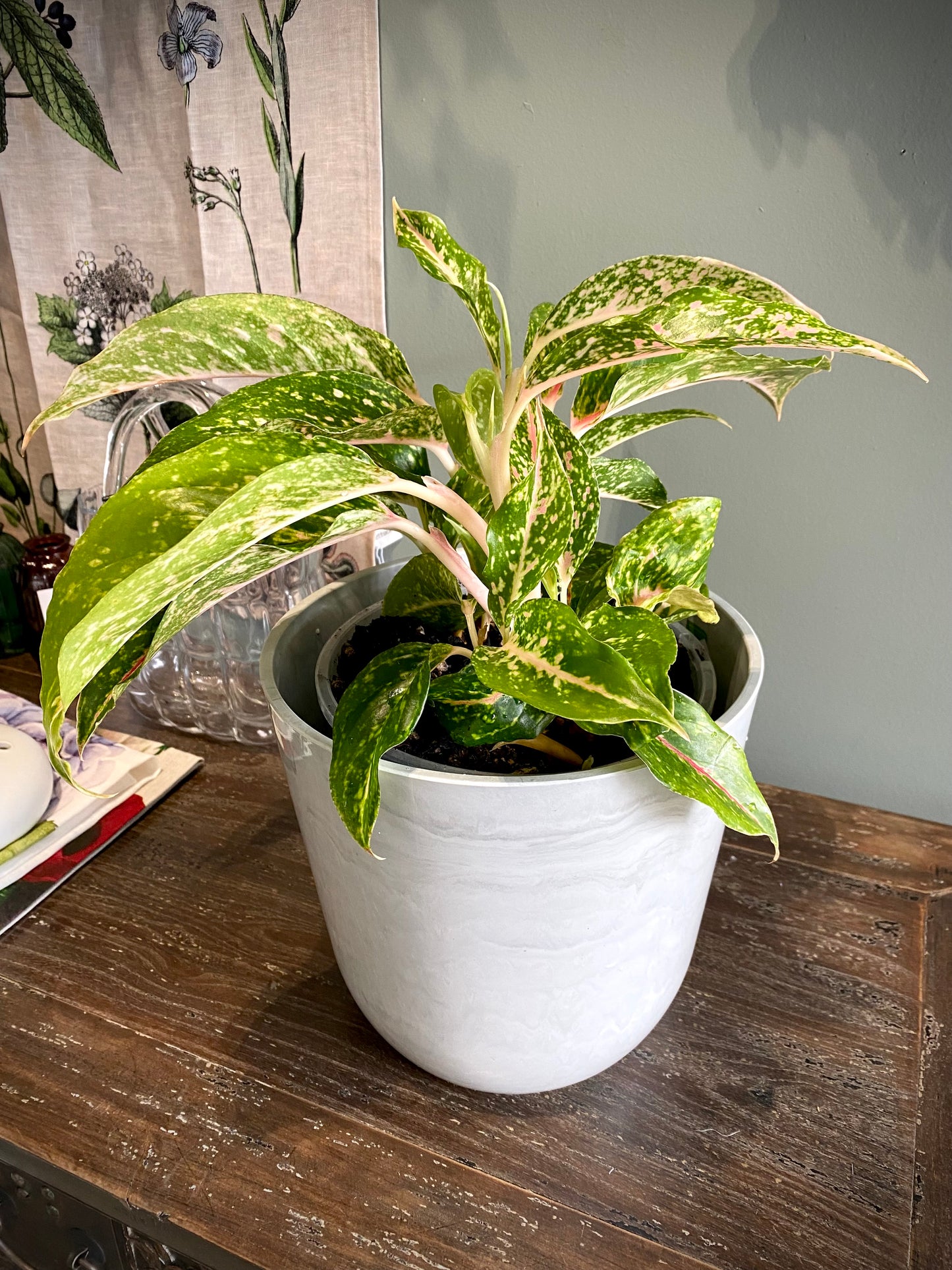 Chinese evergreen set