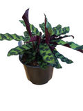 Calathea Insignis 14 CM