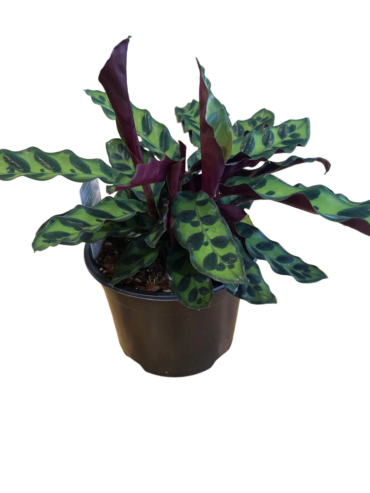 Calathea Insignis 14 CM