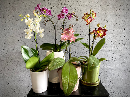 Mini orchid