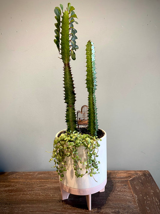 Florence plant set – style 1