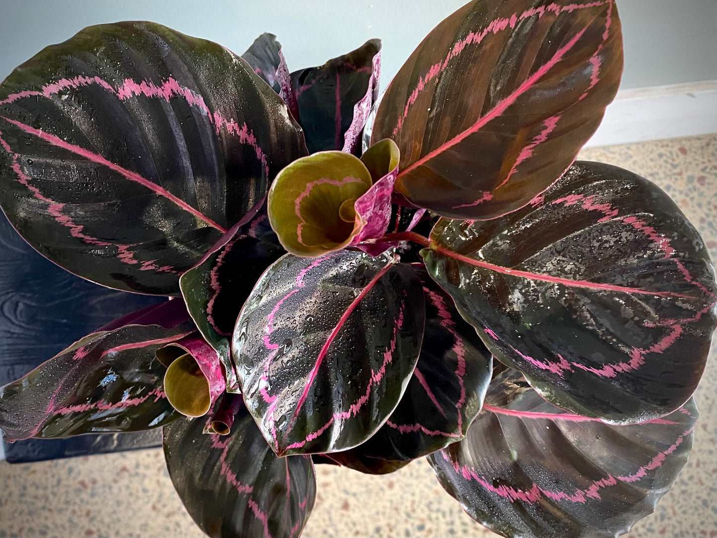 Calathea Dottie