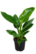Philodendron Imperial Green 14cm