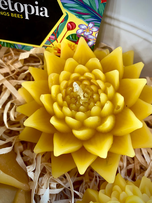 Beetopia Gift Set