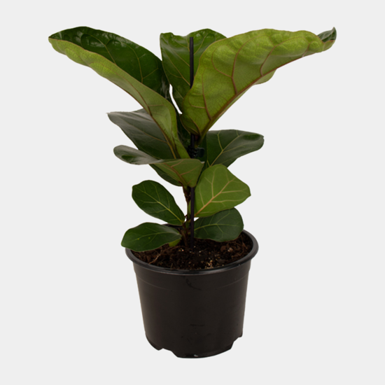 Ficus Bambino