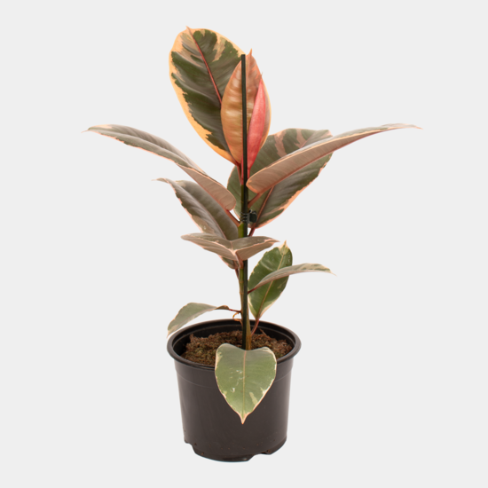 Ficus elastica Ruby 17 CM