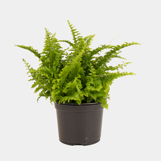 Nephrolepis Fluffy Ruffles house plant