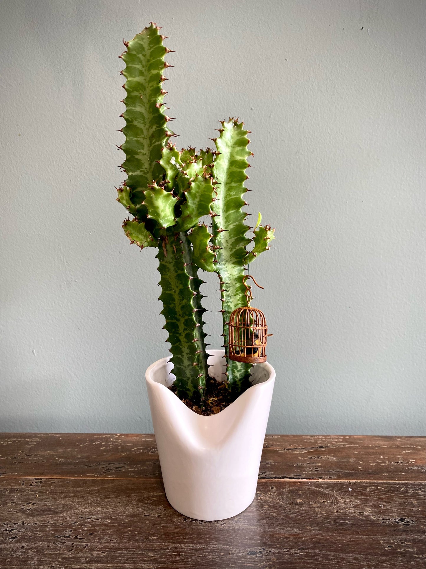 African Milk Tree w/ Birdcage