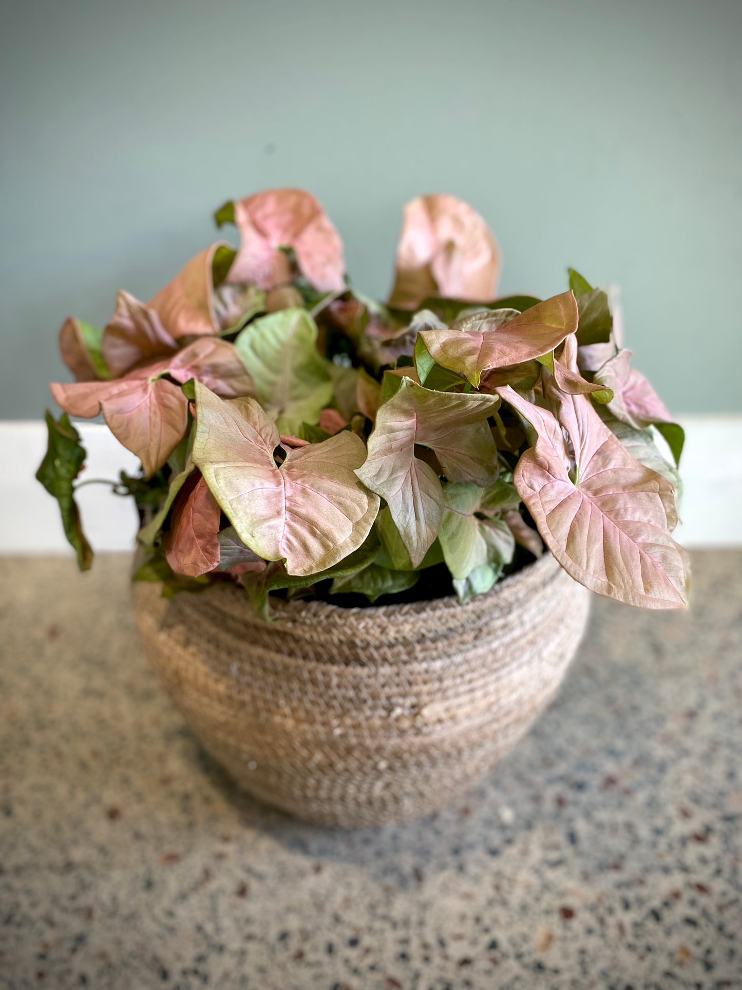 Syngonium Red Heart triple planted