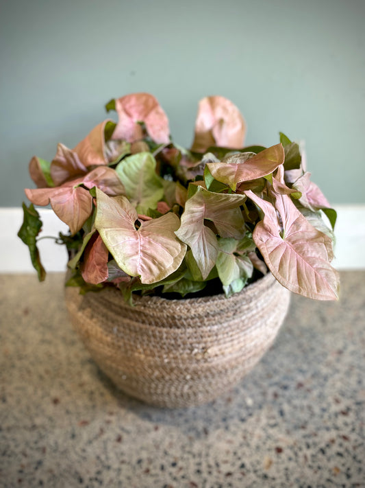 Syngonium Red Heart triple planted