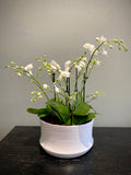Pot de fleur