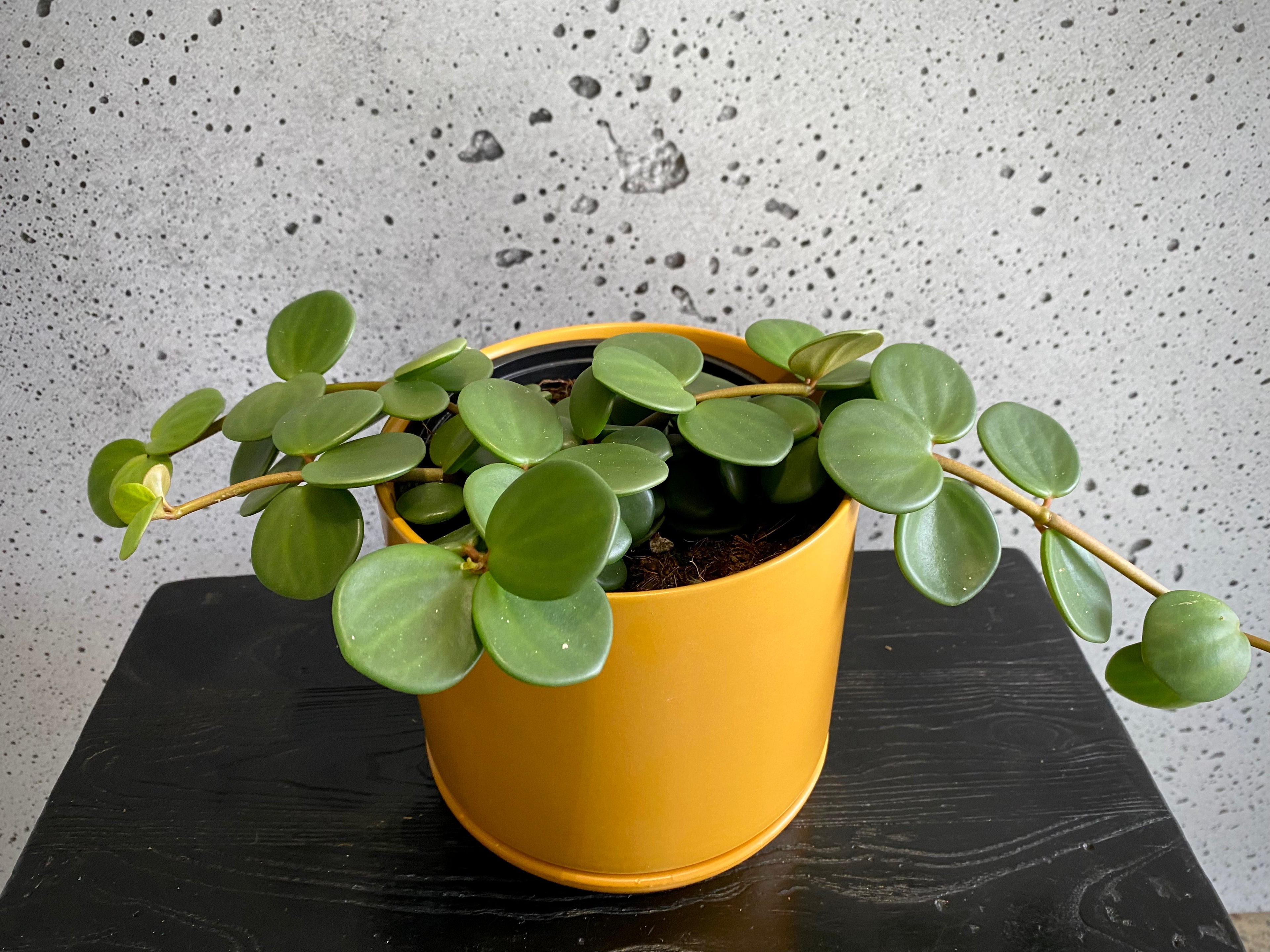 Peperomia Hope Set