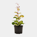 Hoya Lisa 12 CM