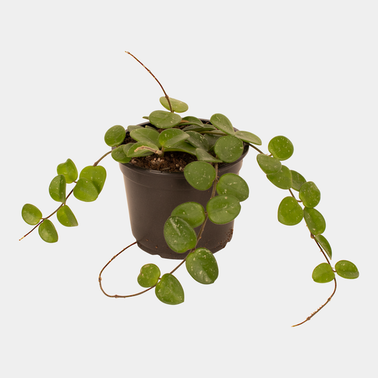 Hoya Mathilde 12 CM