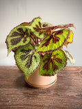 Iron Cross Begonia Set