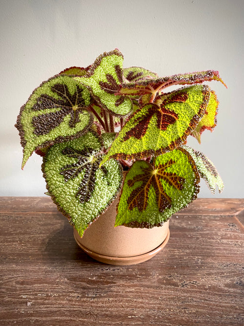 Begonia Mountain 14 CM