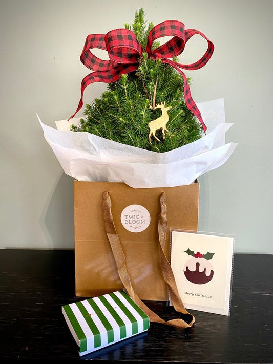 Mini (Living) Christmas Tree Gift Set