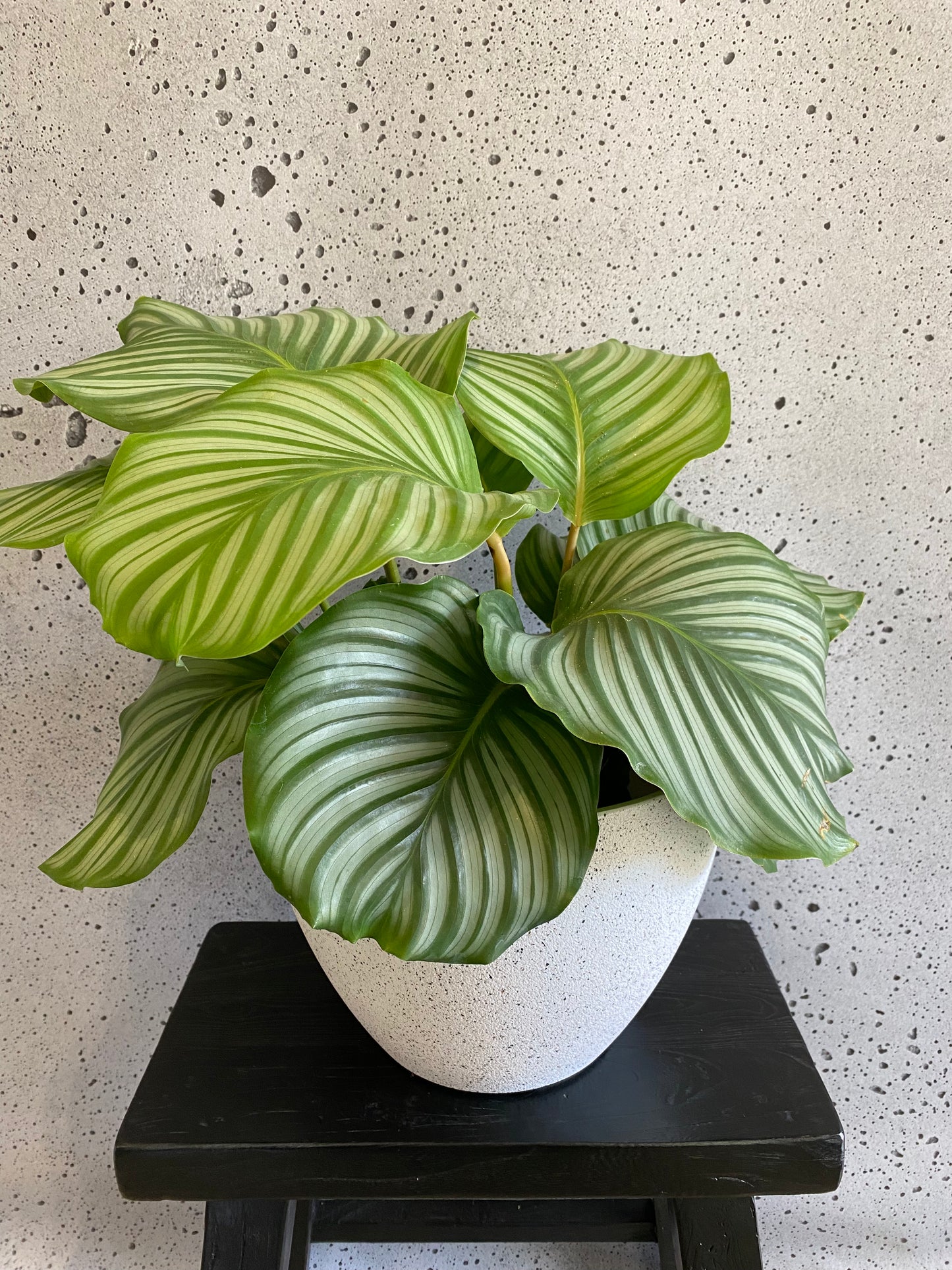 Calathea Orbifolia