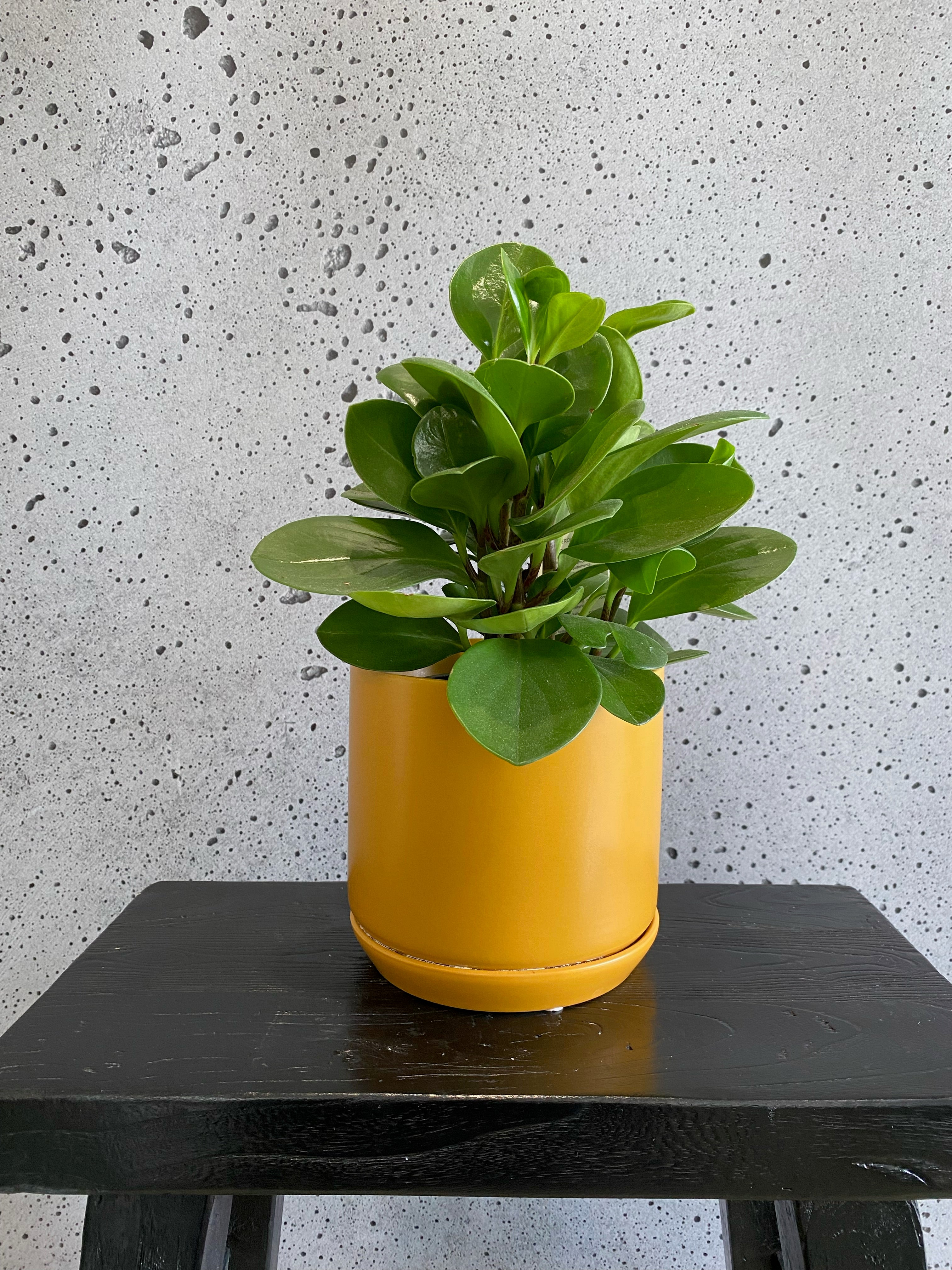 Peperomia Green Set
