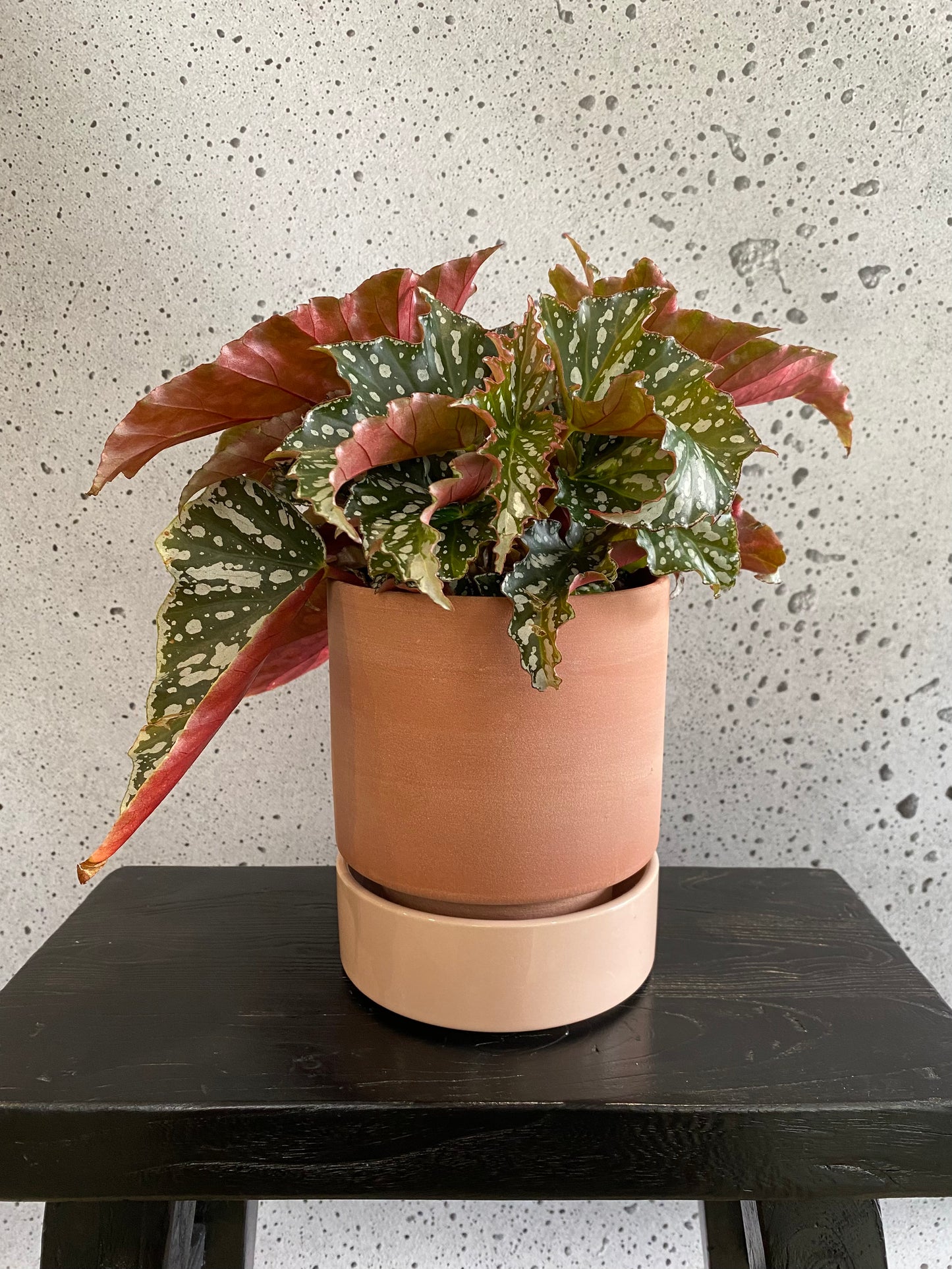 Begonia Bohemian Forest