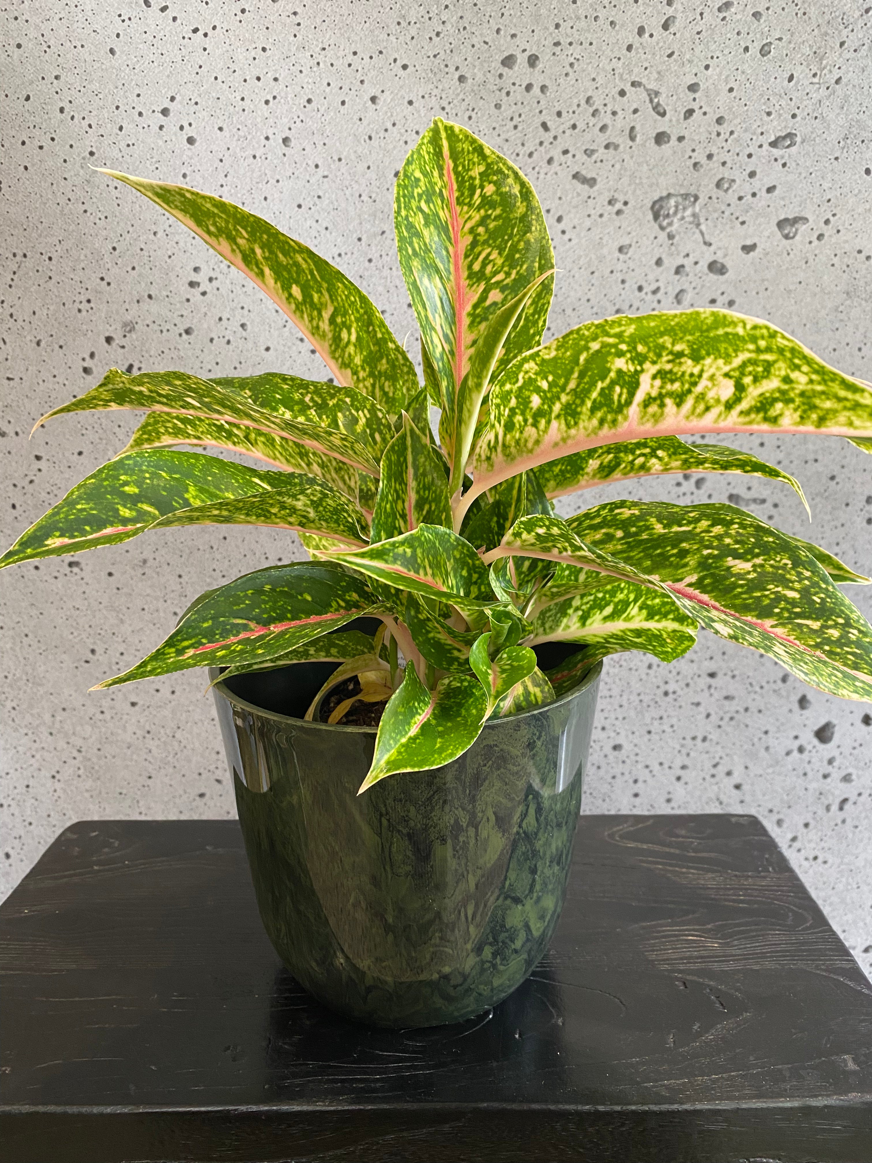 Chinese Evergreen Palemo Set (Small)