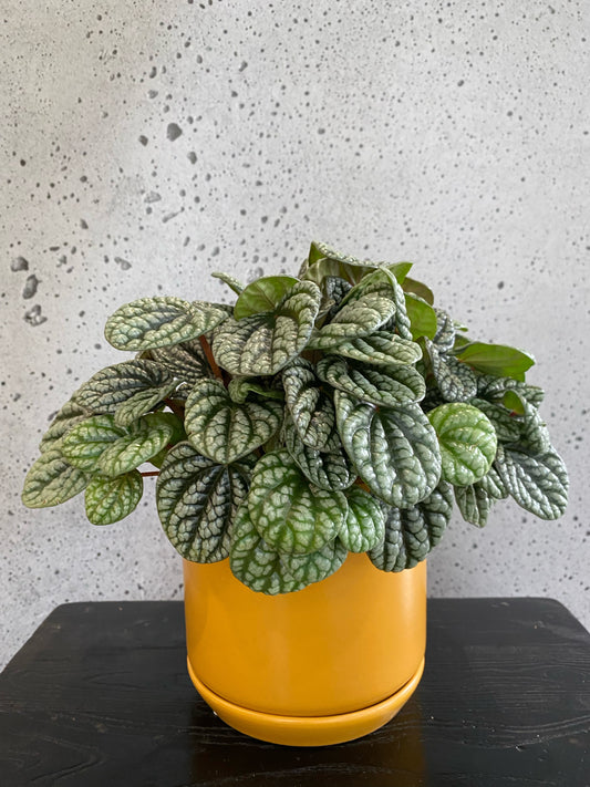 Peperomia Burbella