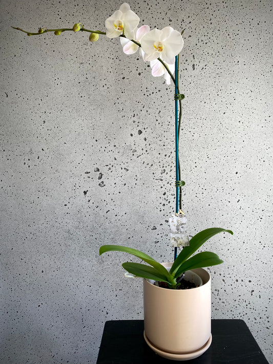 XL Phalaenopsis Orchid White
