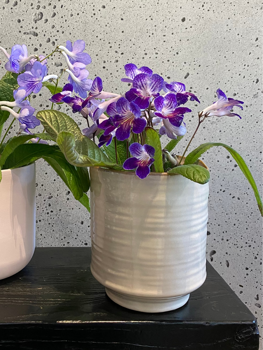 Cape Primrose (coming soon...)