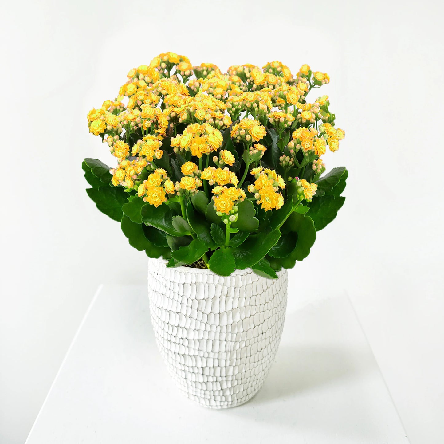 Kalanchoe