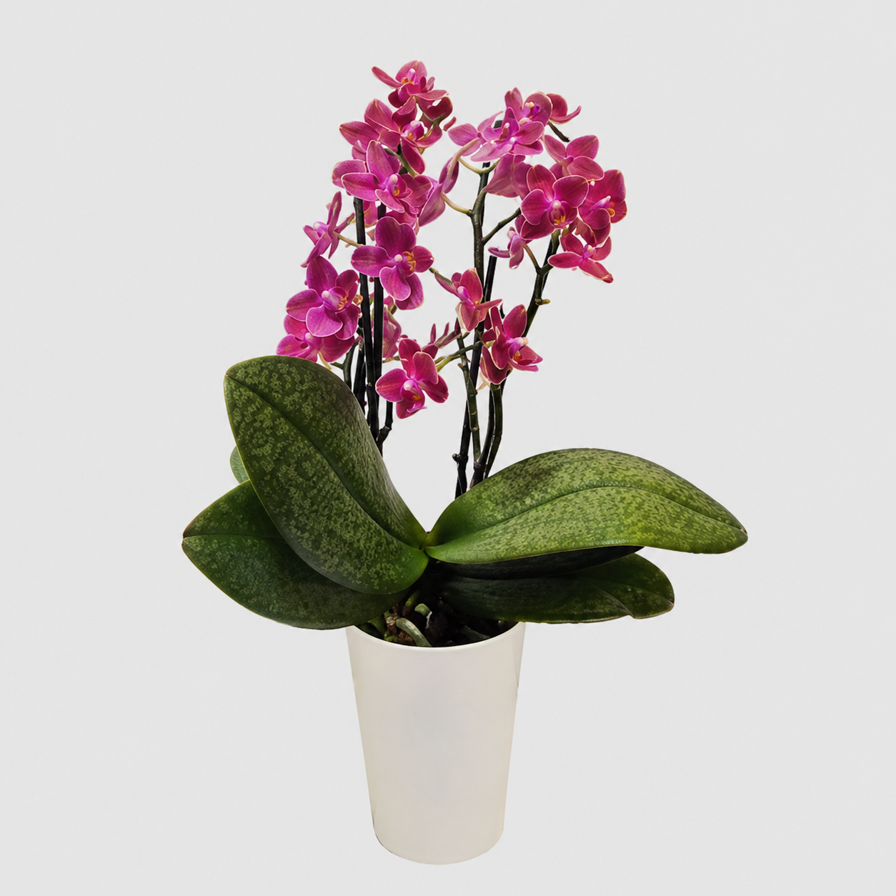 Orchid Mini 9 CM