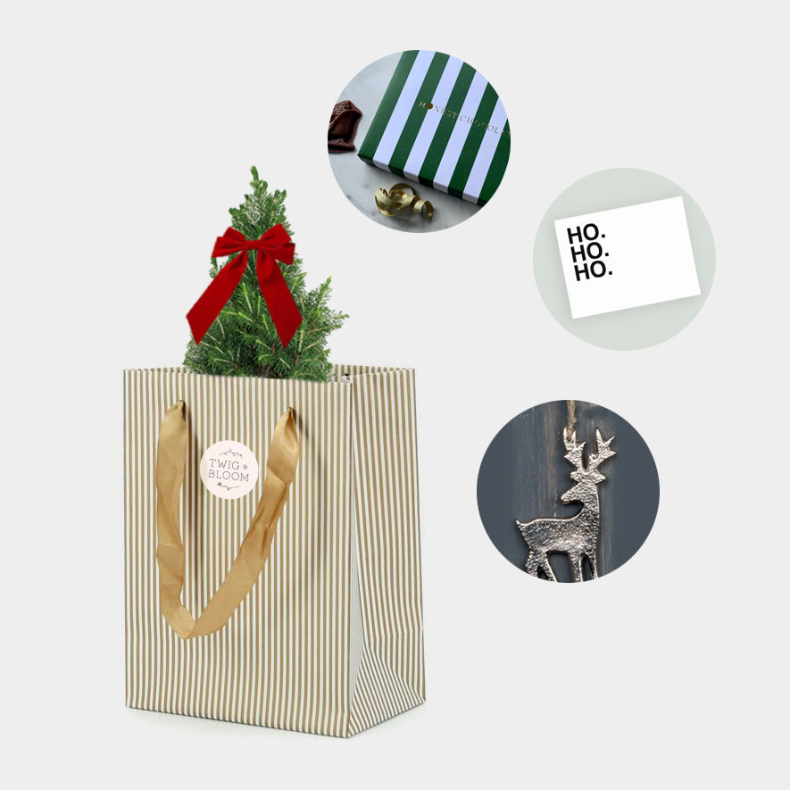 Mini (Living) Christmas Tree Gift Set