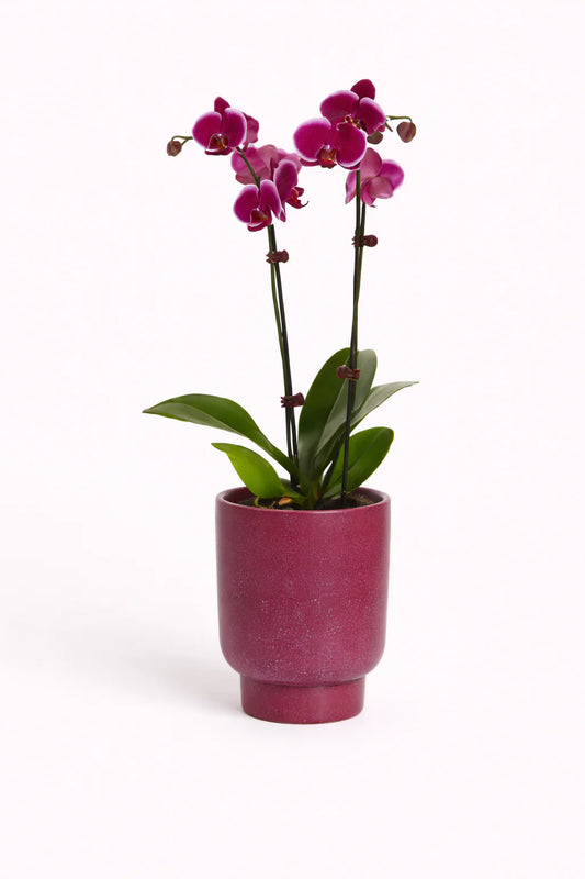 Deep pink Moth orchid in ruby red ceramic.