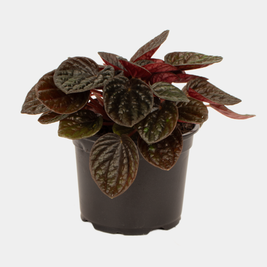 Peperomia Chocolat 12 CM