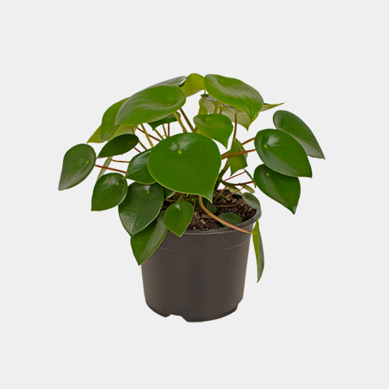 Peperomia Raindrop 12 CM