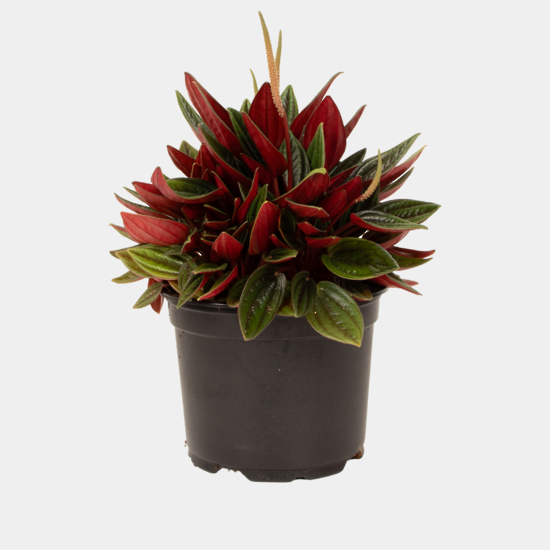 Peperomia Rosso
