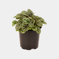 Peperomia Burbella 12 CM